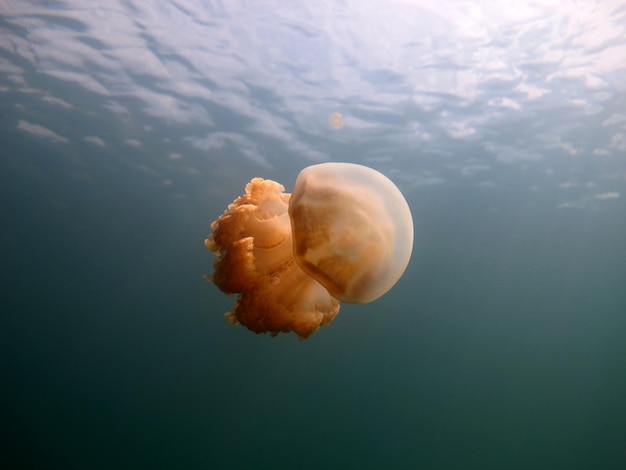 Jellyfish lake in Palau.