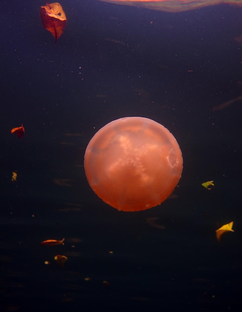 Jellyfish lake. Wildlife of Palau.