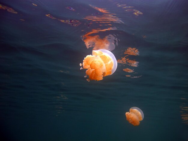 クラゲ湖。パラオの野生生物。