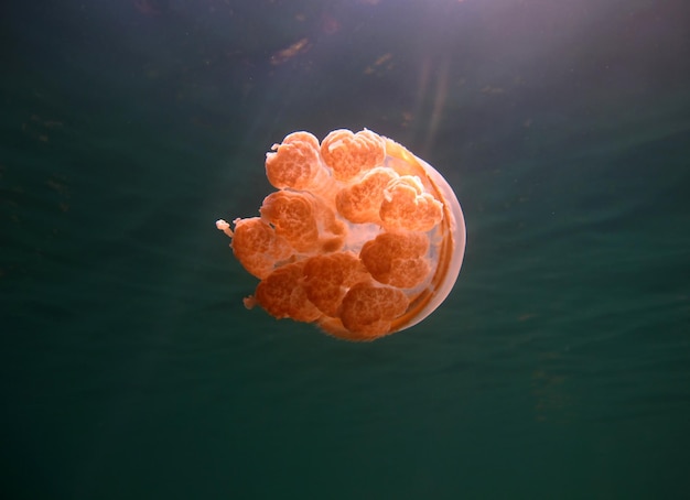 Jellyfish lake. Wildlife of Palau.