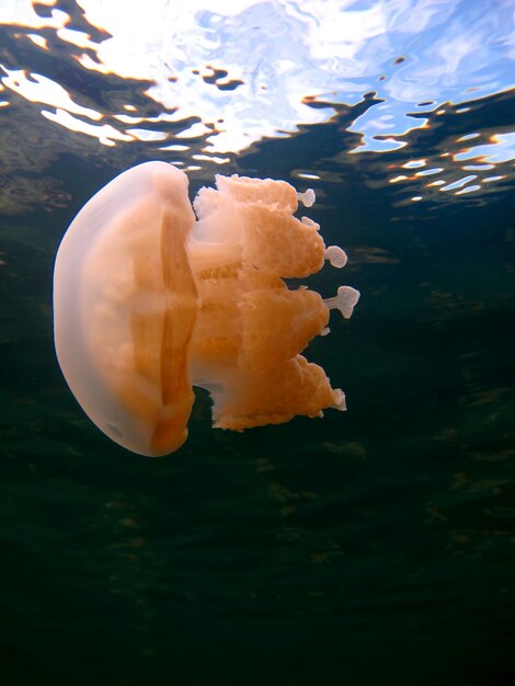 クラゲ湖。パラオの野生生物。