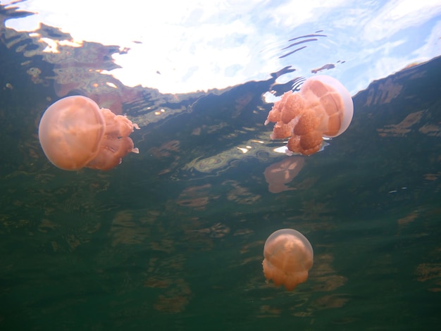 クラゲ湖。パラオの野生生物。