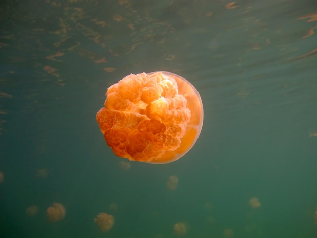 Jellyfish lake. Wildlife of Palau.