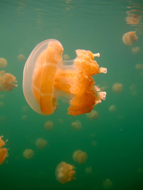 クラゲ湖。パラオの野生生物。