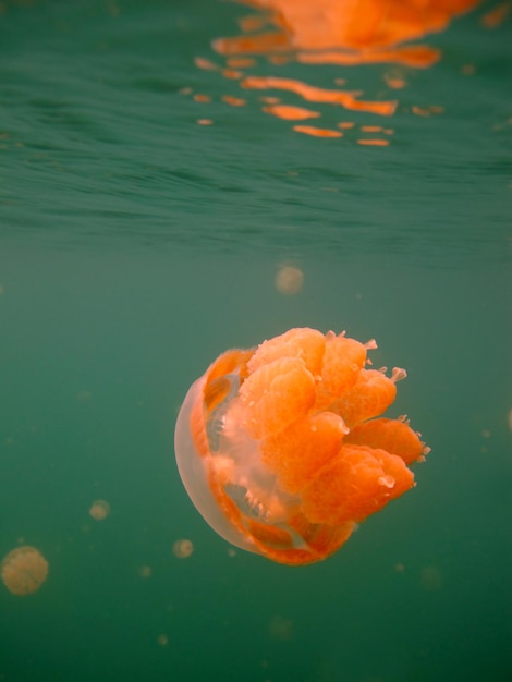 クラゲ湖。パラオの野生生物。