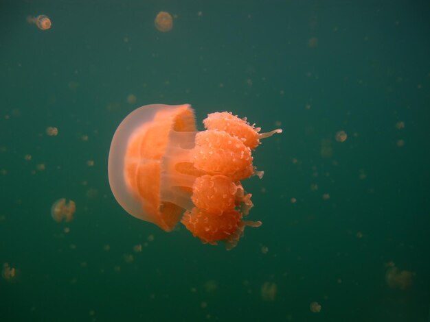 クラゲ湖。パラオの野生生物。