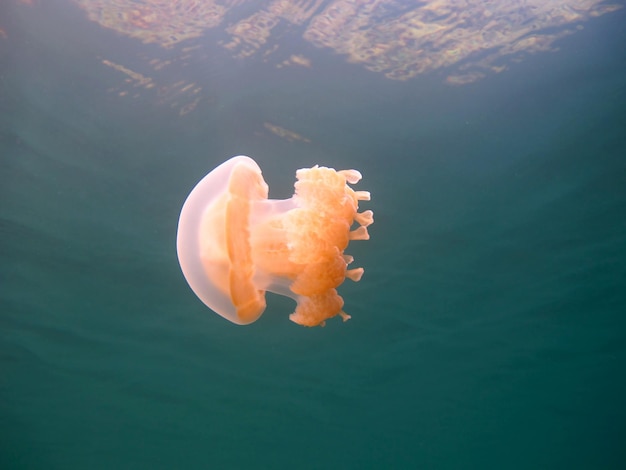 クラゲ湖。パラオの野生生物。