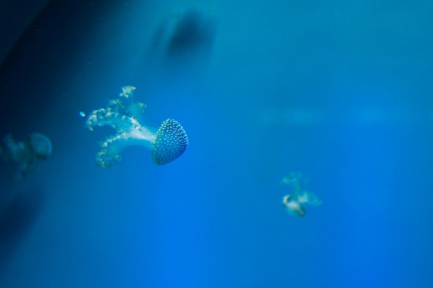 Jellyfish (Medusozoa). Sea jellies in the Water.