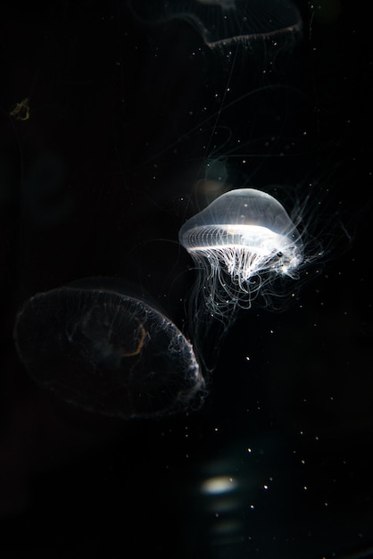 Jellyfish or rhizostoma pulmo floating in aquarium