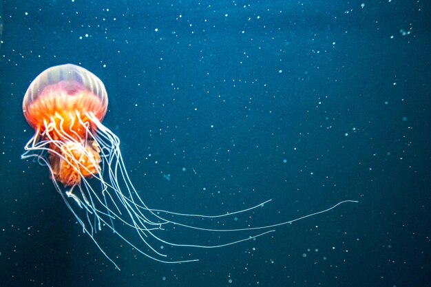 Jellyfish in sea