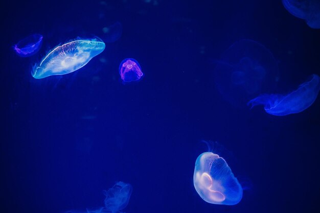 Jellyfish in sea