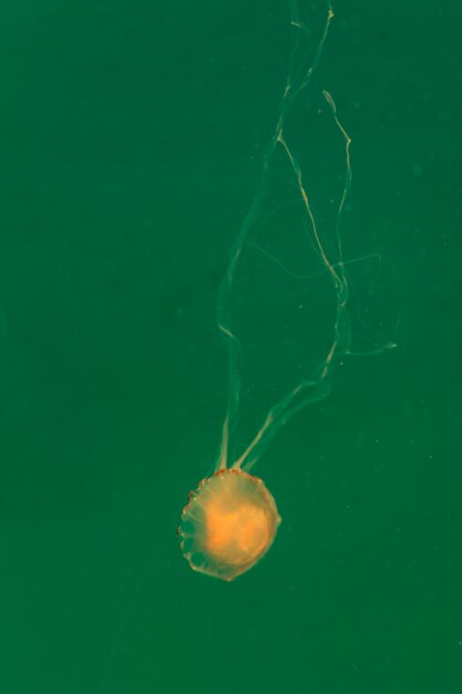 Jellyfish in the sea