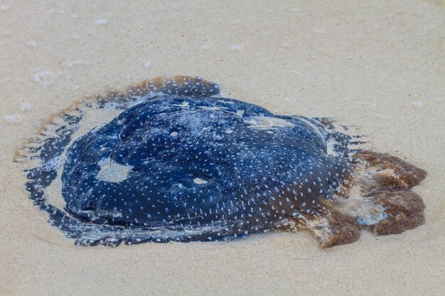 Jellyfish Stranded on the Beach.