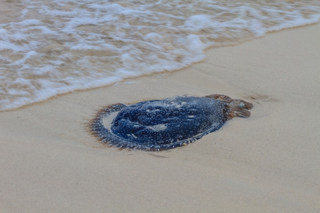 Jellyfish Stranded on the Beach.