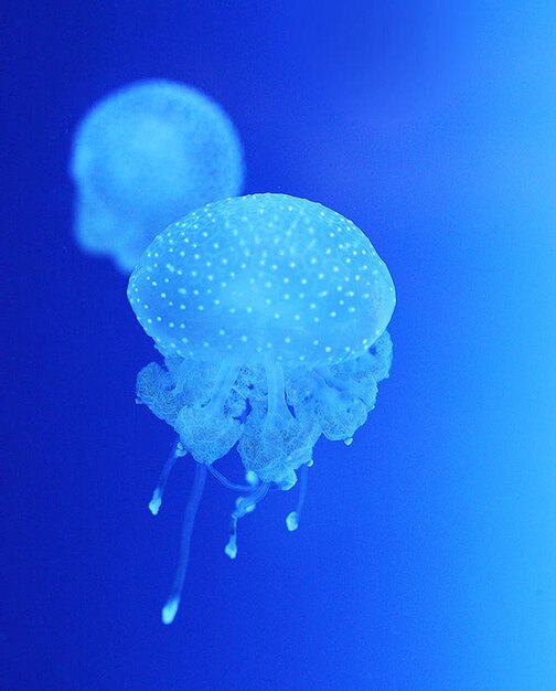 写真 海で泳ぐ水母