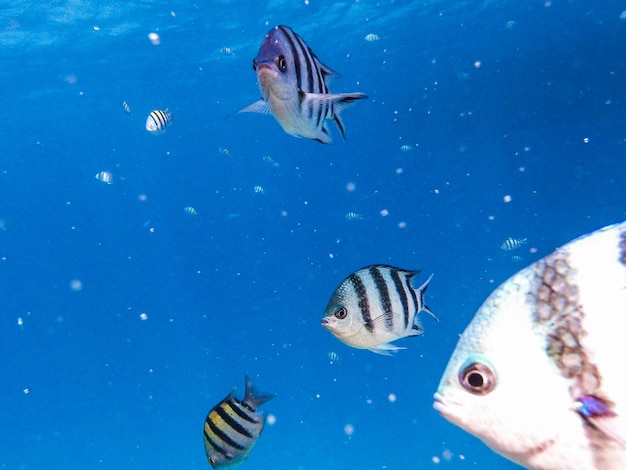 Фото Медузы плавают в море.