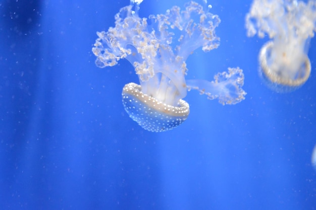 写真 海で泳ぐ水母