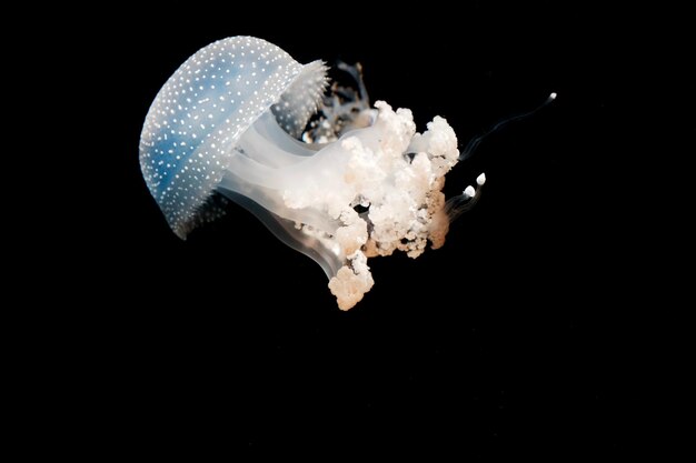 Photo jellyfish swimming in sea