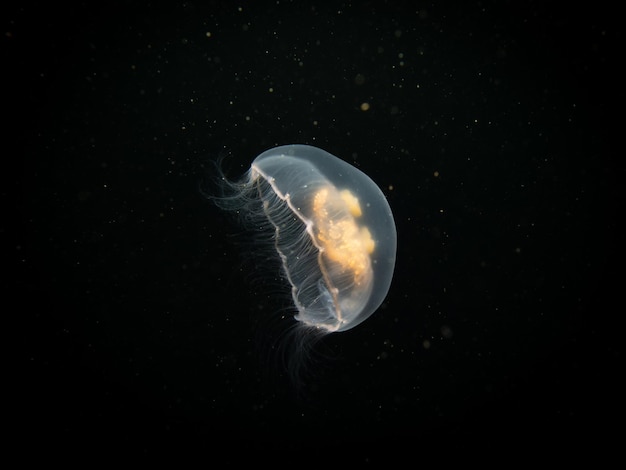 海で泳ぐ水母