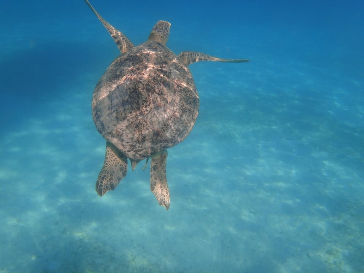 Photo 海で泳ぐ水母