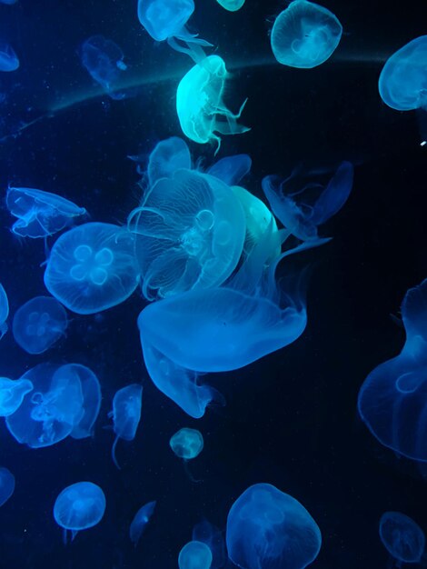 Photo jellyfish swimming in sea