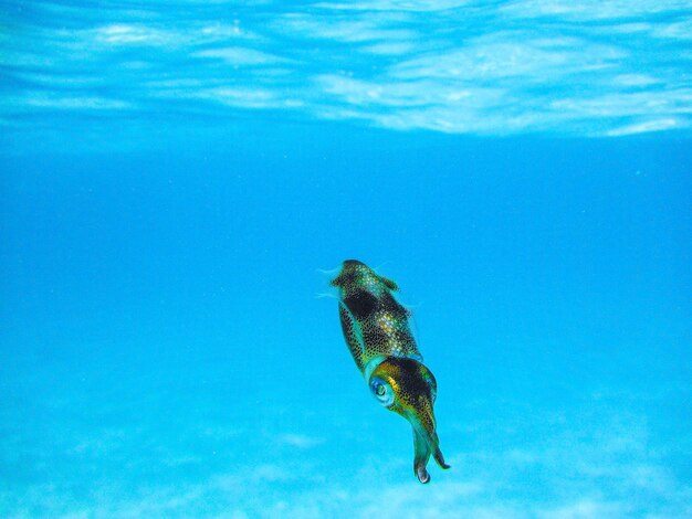 Jellyfish swimming in sea