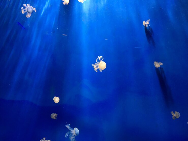 Photo 海で泳ぐ水母