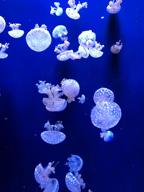 Jellyfish swimming in sea