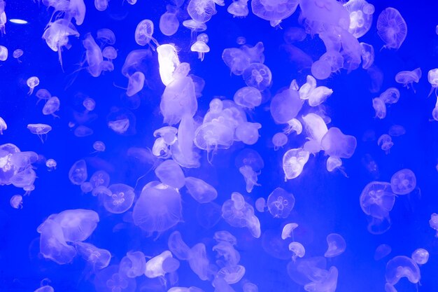 Photo jellyfish swimming in sea