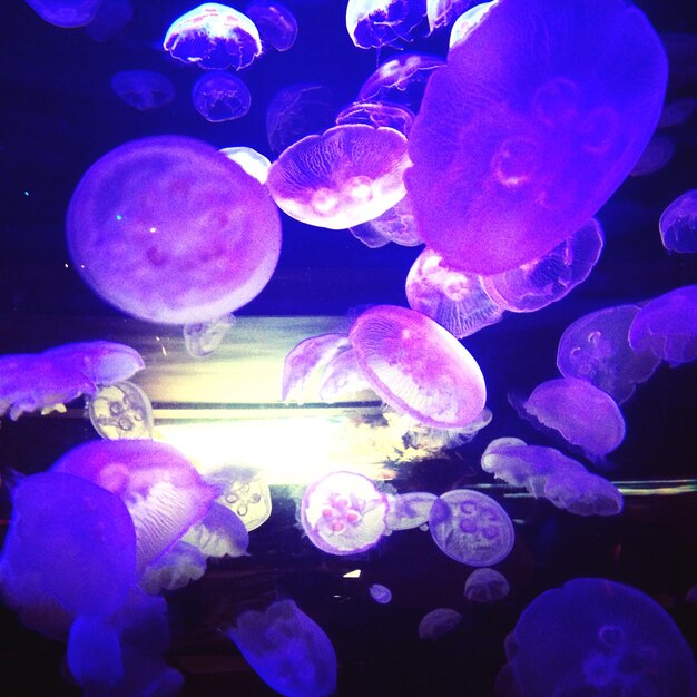 Jellyfish swimming in sea