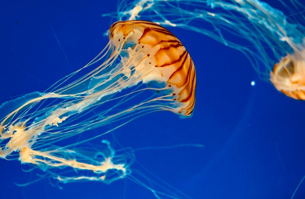 Foto meduse che nuotano in mare