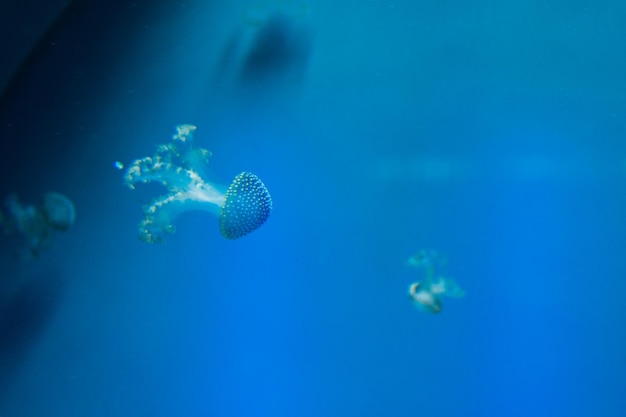 Jellyfish swimming in sea