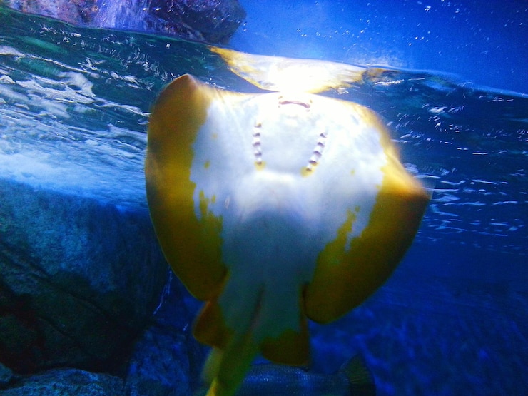 Photo jellyfish swimming in sea