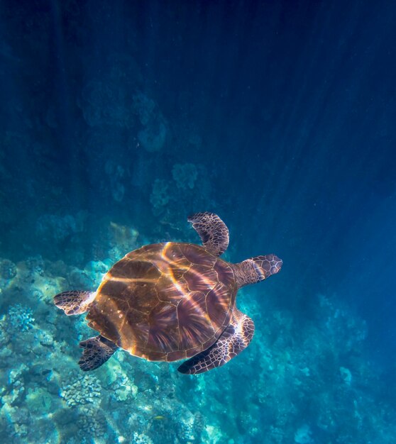 Jellyfish swimming in sea