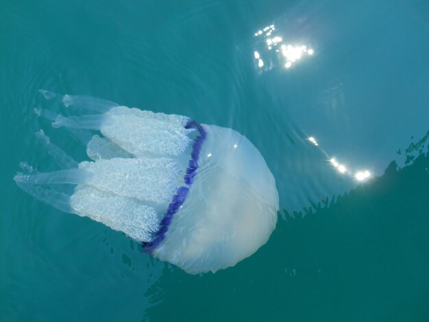 Jellyfish swimming in sea