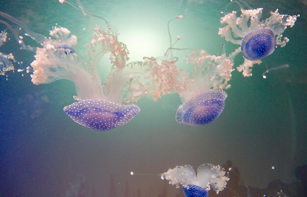 jellyfish swimming in sea