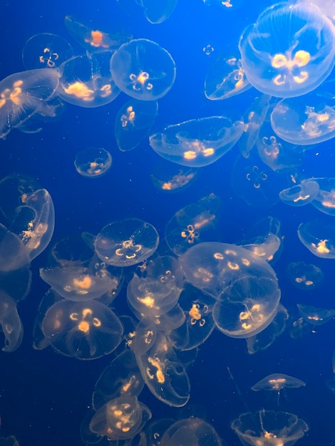 jellyfish swimming in sea