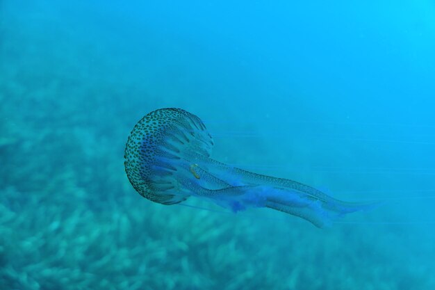 Jellyfish swimming in sea