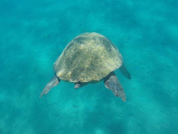 海で泳ぐメドフィッシュ