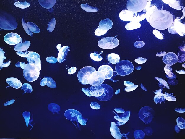 Foto meduse che nuotano in mare
