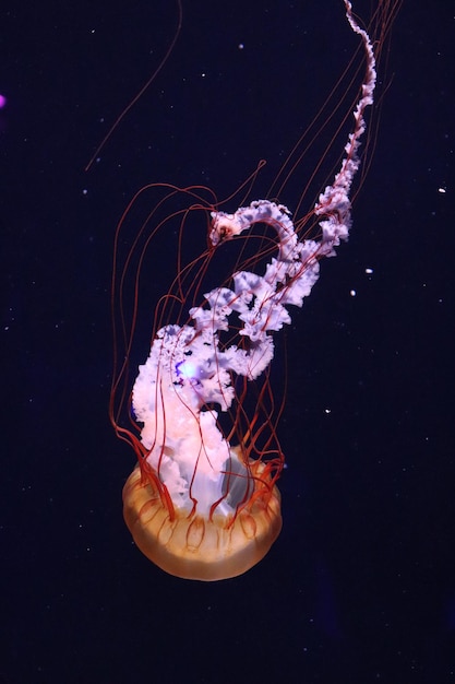 Foto meduse che nuotano in mare