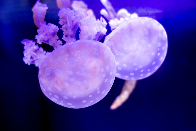 Jellyfish swims against the background of other jellyfish