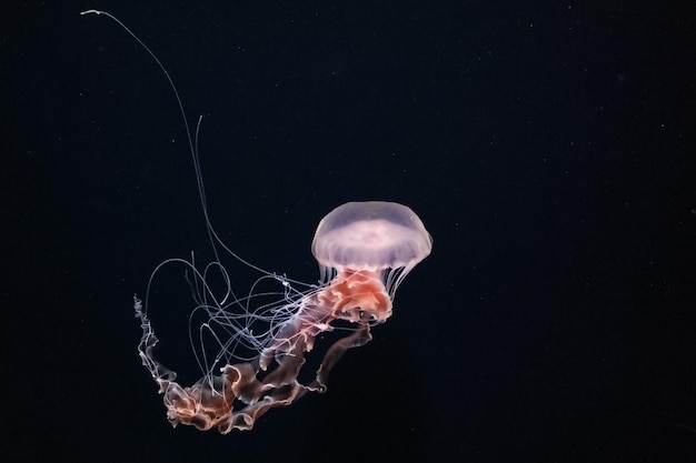 Jellyfish tegen zwarte achtergrond