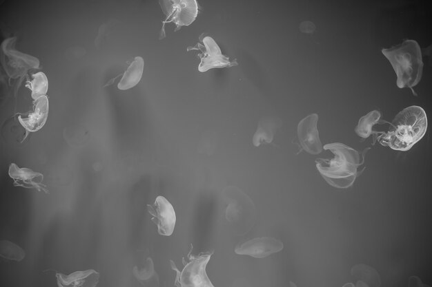 Photo jellyfish that lie under the deep sea.