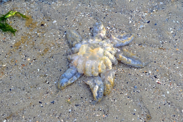 Jellyfish thrown on the sandy shore by the tide.