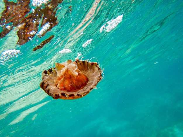 Jellyfish Underwater Photo