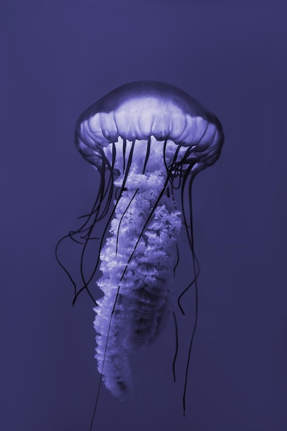 Jellyfish Vibrant Pink color against a deep blue background