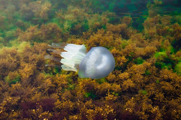 Jellyfish in the water of the Black Sea.