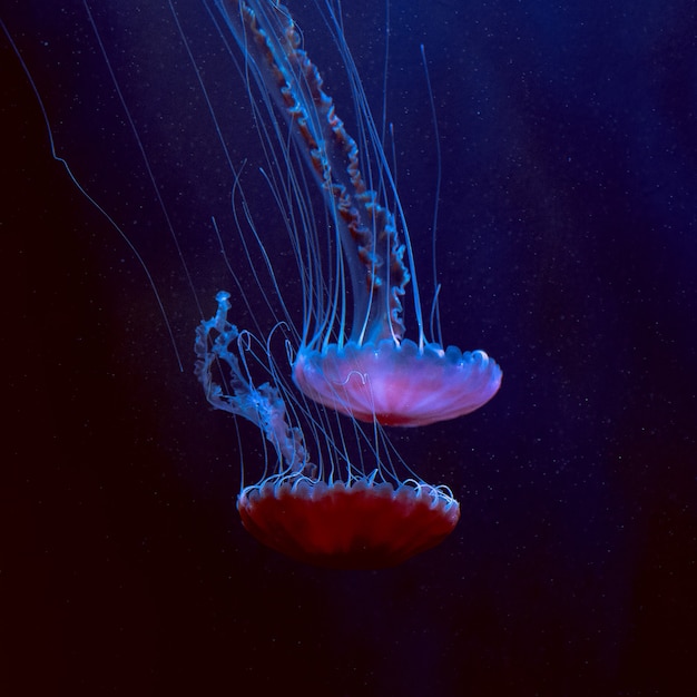 Jellyfish under water. Minimal art