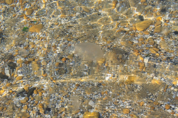 Jellyfish in the water